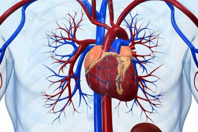 Zusammenhang zwischen schlechten Gefäßen und schlechter Leistungsfähigkeit