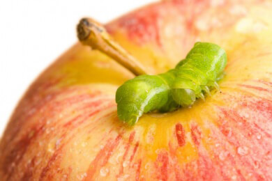 Das Gerücht vom Wurm im Tequila