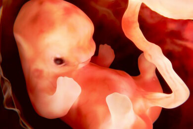 MRT kann Hirnaktivität bei Föten sehen