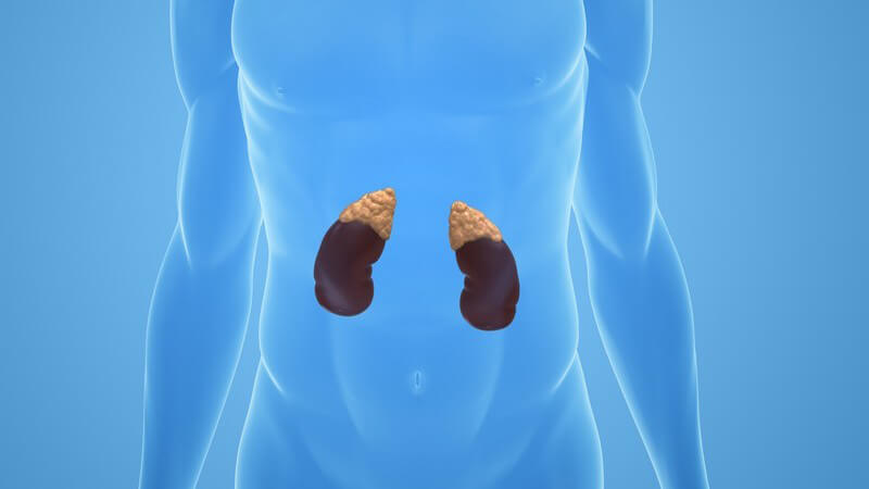 Grafik männlicher Körper mit Nieren und Nebennieren