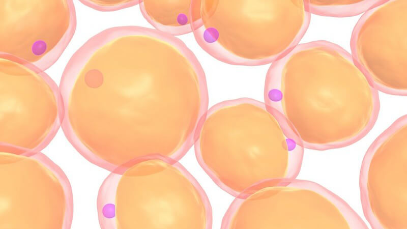 Grafische Darstellung Fettzellen