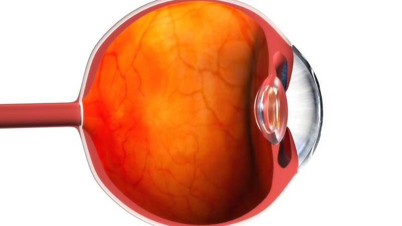Anatomie - Grafik des menschlichen Auges - Ansicht von der Seite