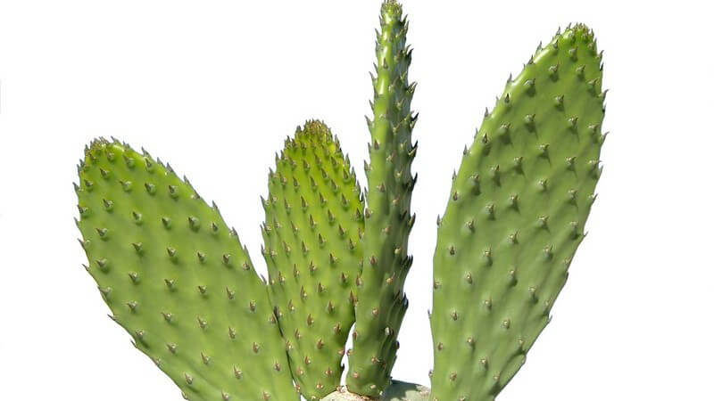 Nahaufnahme Kaktus auf weißem Hintergrund