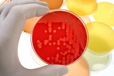 Chinesische Stink-Frösche als Antibiotika-Ersatz?