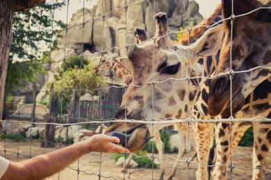 Vielen Kindern tun die Zootiere leid