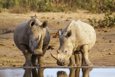 Nashorn-Sightseeing in Namibia