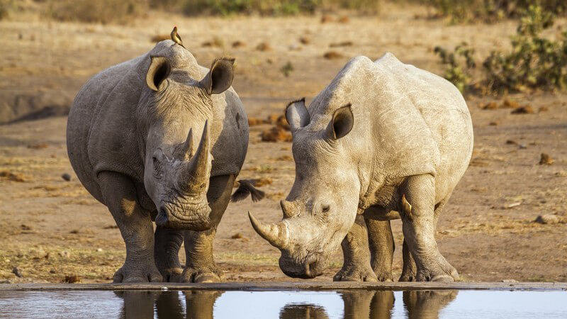 Zwei Nashörner stehen an einer Wasserquelle im Kruger Nationalpark