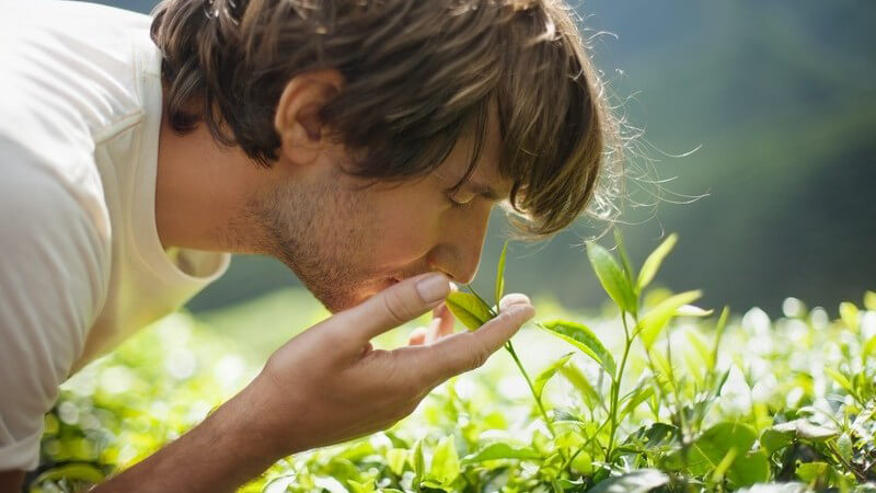 Junger Mann an einer Teeplantage riecht an den Blättern einer Teepflanze