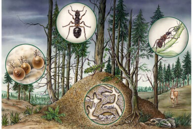 Eine Ameisenart kann Termiten mit Gift töten