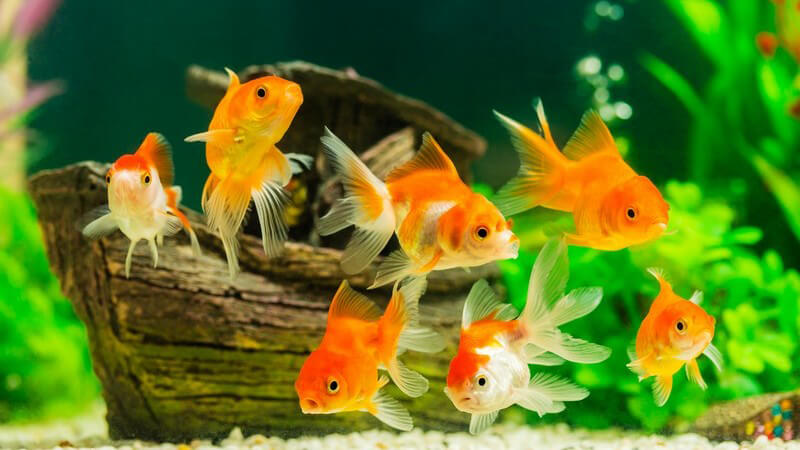 Goldfische schwimmen in einem Aquarium mit grünen Wasserpflanzen und Holz