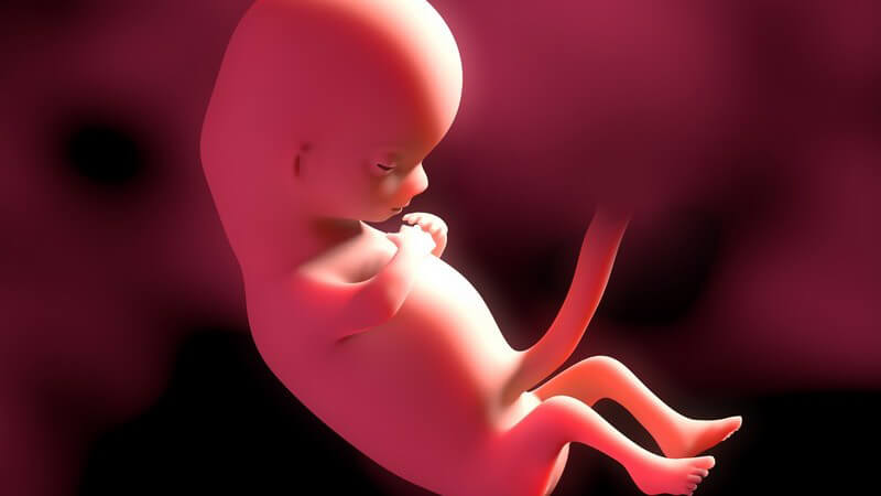 Rote 3-D-Grafik eines Embryos in der 12. Schwangerschaftswoche (12. SSW)
