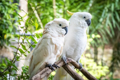 Vögel erkennen ihre Artgenossen nicht nur am Gesang und Gefieder, sondern auch am Geruch