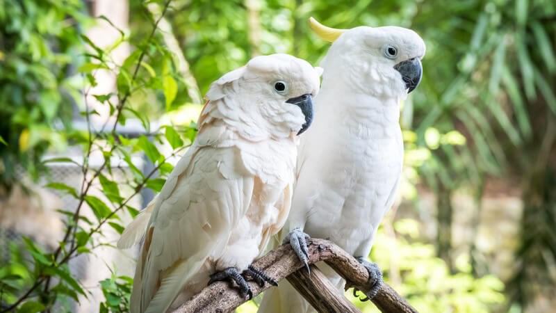Zwei weiße Kakadus sitzen auf einem Ast