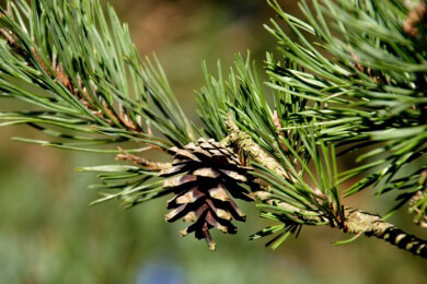 Abgeschnittene Weihnachtsbaumzweige dienen sehr gut als Frostschutz