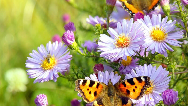 Zwei Schmetterlinge auf Flieder farbenden Blumen, Sonnenlicht, Wiese