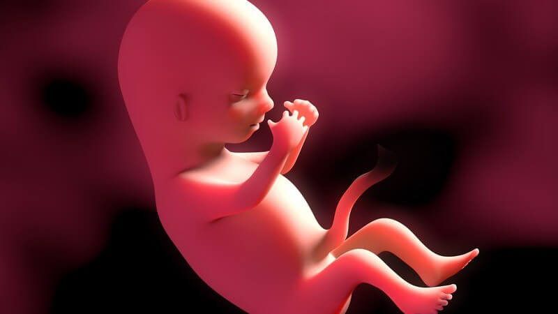 Rote 3-D-Grafik eines Embryos in der 18. Schwangerschaftswoche (18. SSW)