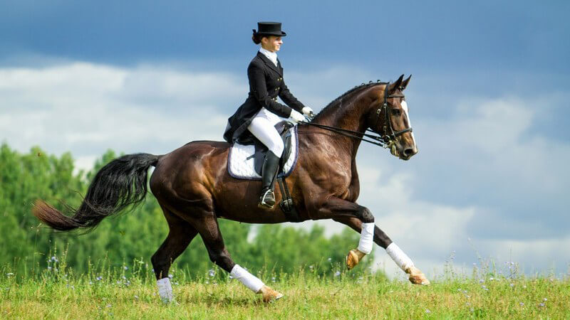 Reiterin und ihr braunes Pferd beim Dressurreiten auf grüner Wiese