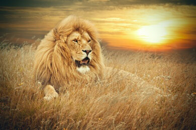 Löwen zum Frühstück