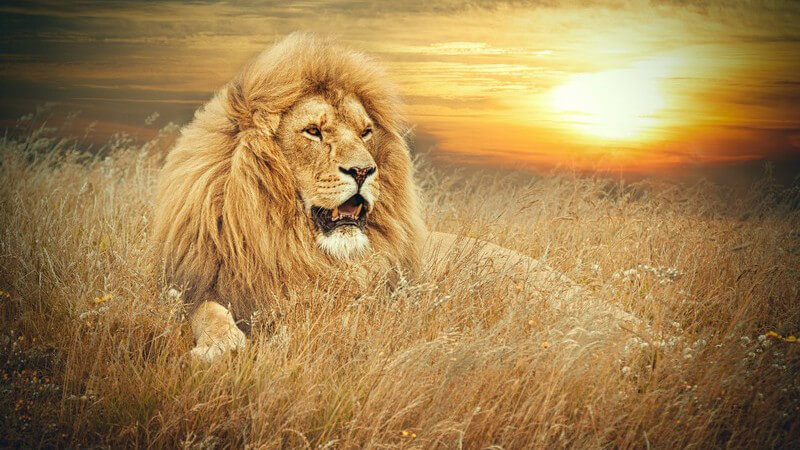 Löwe liegt während Sonnenuntergang in der Savanne