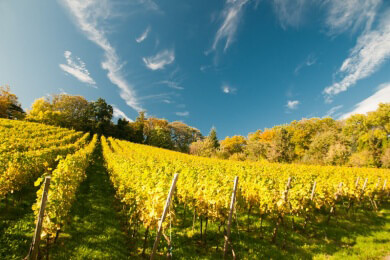 (Wein)paradies in Neuseelands Wanaka