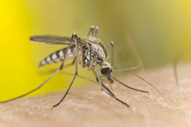 Alarmstufe Gelb in der Dominikanischen Republik wegen Malaria und Dengue-Fieber