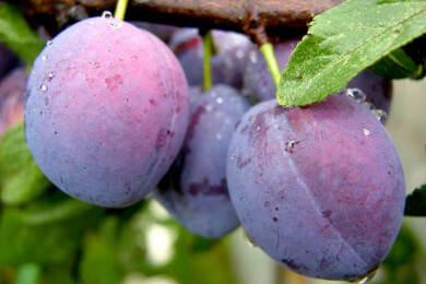 Dunkle Obstsorten machen attraktiv