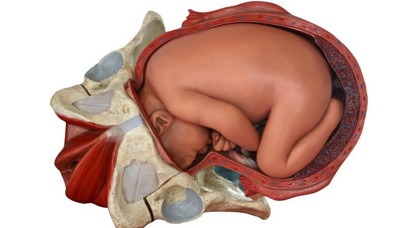 Plastikmodell eines ungeborenen Kindes