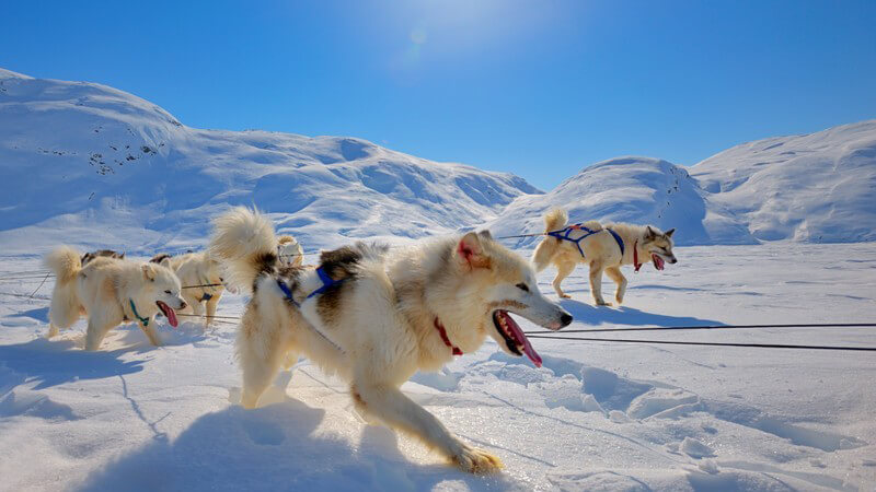 Schlittenhunde, Huskys mit angeschnalltem Geschirr auf Schnee in Grönland