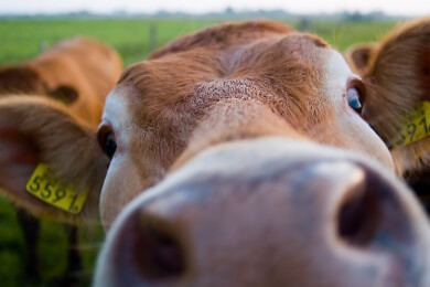 Der Schmallenberg-Virus - eine neue Tierseuche bedroht die europäischen Bauernhöfe