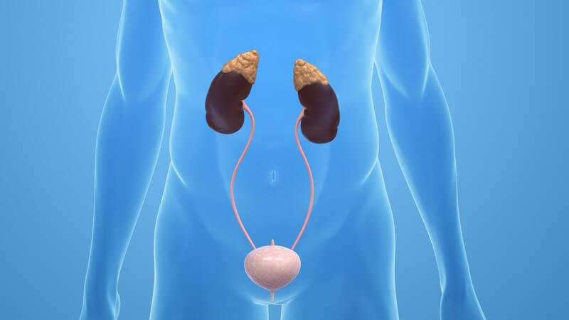 Grafik männlicher Körper mit Nieren, Nebennieren und Blase