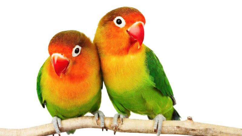 Zwei Papageien, Pfirsichköpfchen, auf einem Ast