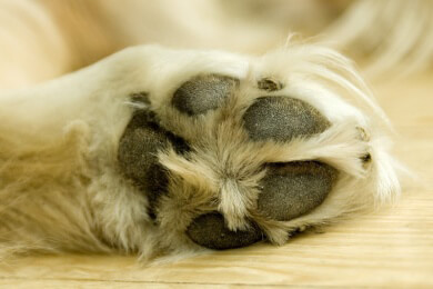 Hund überlebt über 50 Tage in Wüste