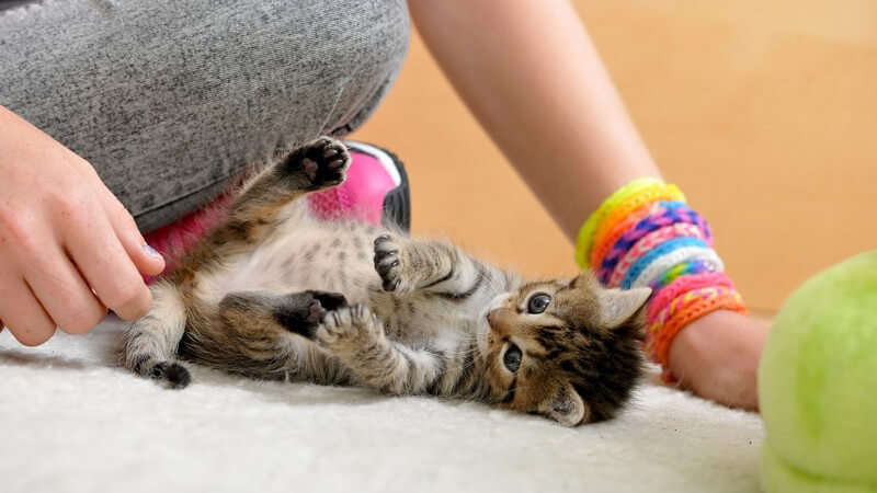 Mädchen mit bunten Armbändern spielt mit einem Katzenbaby