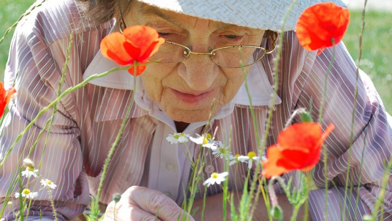 Alte Frau mit Hut sieht sich Mohnblumen und Kamille auf Wiese an