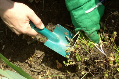 Wie man Maulwurf und Wühlmaus im Garten loswird