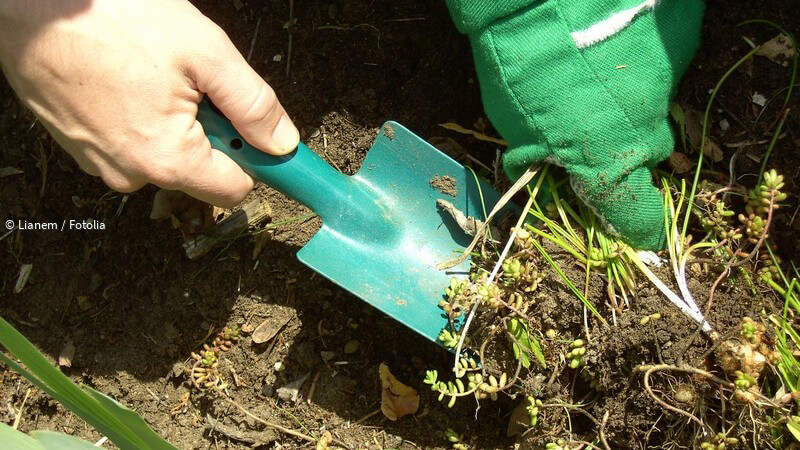 ᐅ Wie man Maulwurf und Wühlmaus im Garten loswird