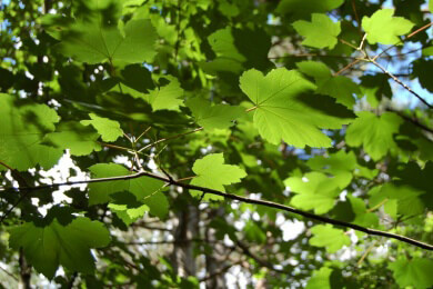 Naturtourismus mal anders - Urlaub im Baumhotel