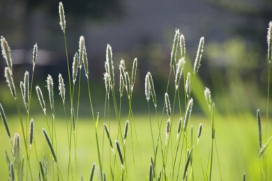 Neuer Gartentrend: Gräser in allen Varianten
