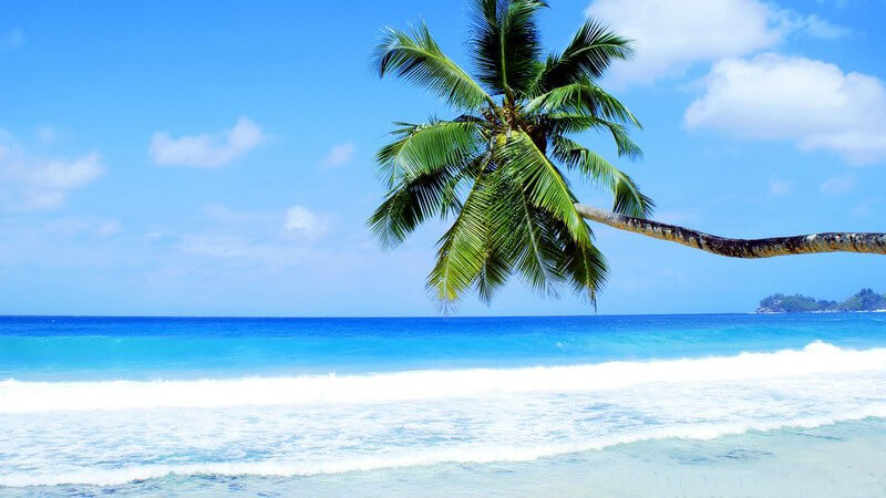 Grüne Palme ragt von rechts vor den strahlend blauen Himmel und das azurblaue Meer der Seychellen