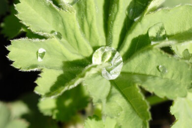 Auch Pflanzen können einen Sonnenbrand bekommen