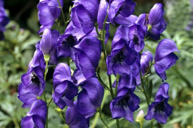 Gift im Garten: Vorsicht bei diesen Pflanzen