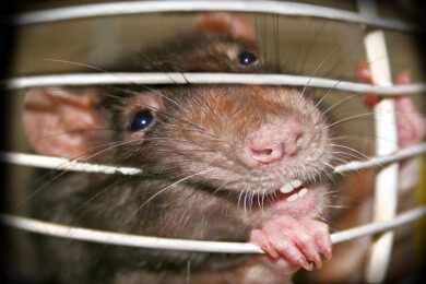 Wie man Ratten als Haustiere richtig ernährt