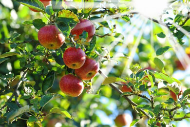 Apfelessig ist gesund und lässt die Pfunde purzeln