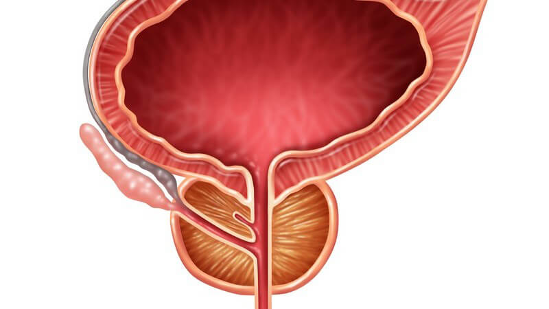 Grafik der menschlichen Harnblase mit Prostata vor weißem Hintergrund