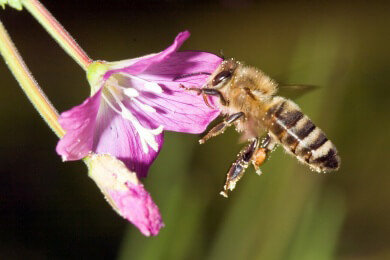 Nach einem Bienenstich den Stachel mit Giftdrüse vorsichtig entfernen