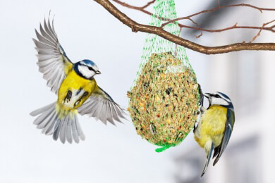 Es geht nur ums Aussehen - Blaumeisen vernachlässigen ihr Weibchen, wenn deren Farbe verblasst