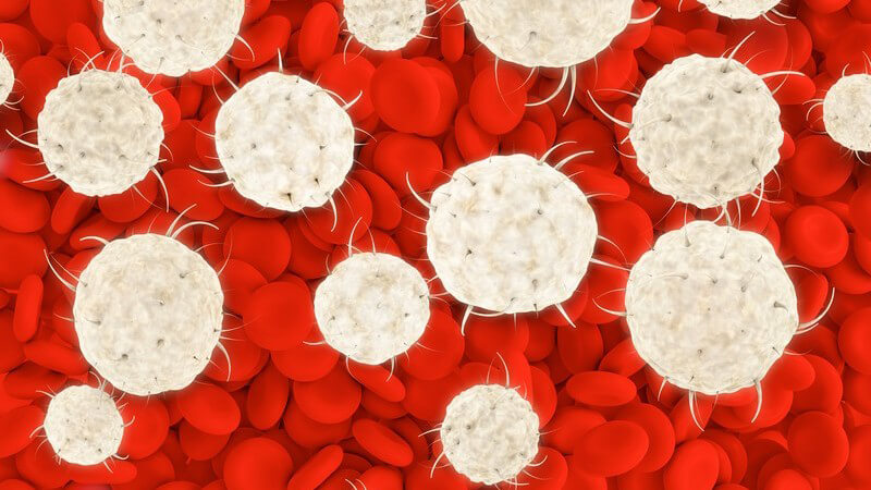 3-D-Grafik mit Leukozyten (weiße Blutkörperchen) vor einem Hintergrund voller roter Blutkörperchen