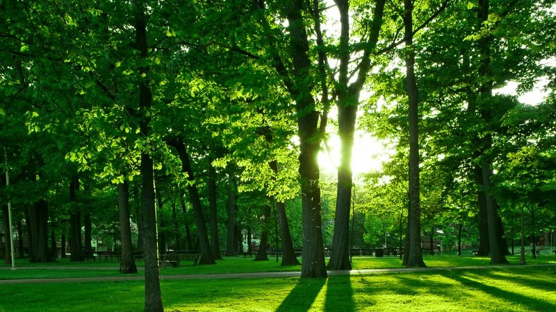 Grüner Park im Sonnenlicht