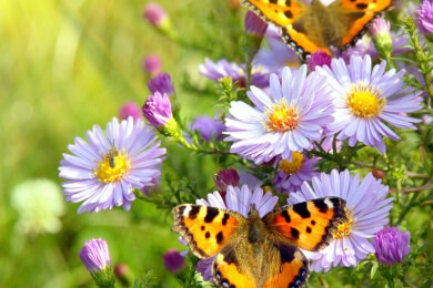 Welche Blumen Schmetterlinge anziehen