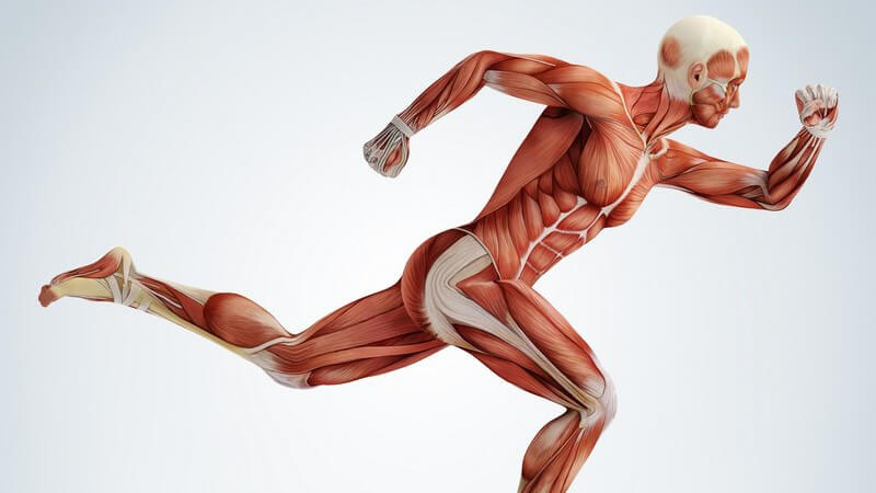 Modell eines Menschen, Fokus auf Muskeln